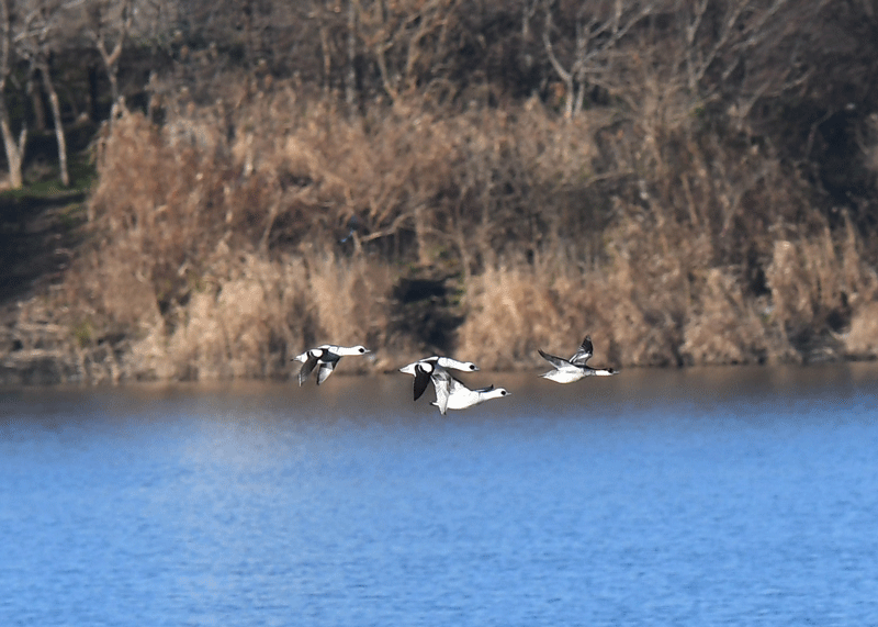 d0290240_19291121.gif
