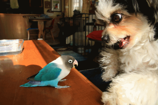 c0145250_15041513.gif