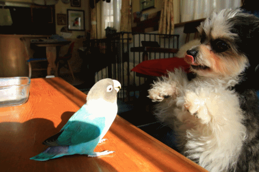 c0145250_15042154.gif