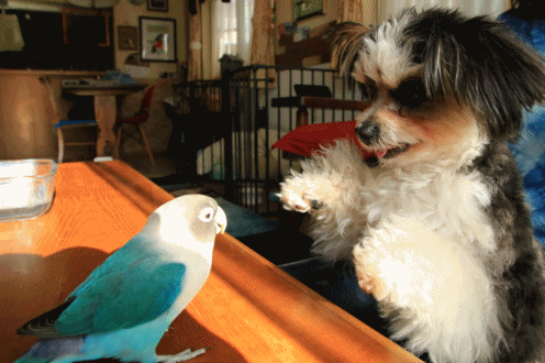 c0145250_15042600.gif