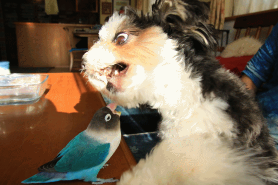 c0145250_15044500.gif