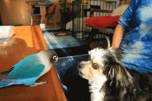 c0145250_15050085.gif