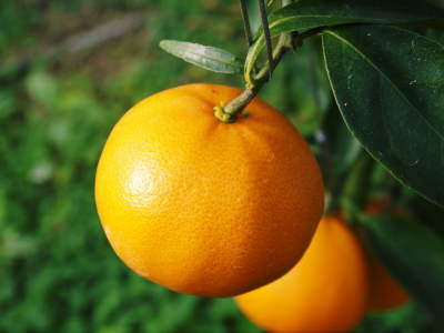 究極の柑橘「せとか」平成30年の先行予約受付スタート！選び抜かれた『プリンセスせとか』を届けます！_a0254656_16521887.jpg