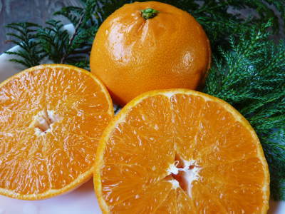 究極の柑橘「せとか」平成30年の先行予約受付スタート！選び抜かれた『プリンセスせとか』を届けます！_a0254656_18065517.jpg