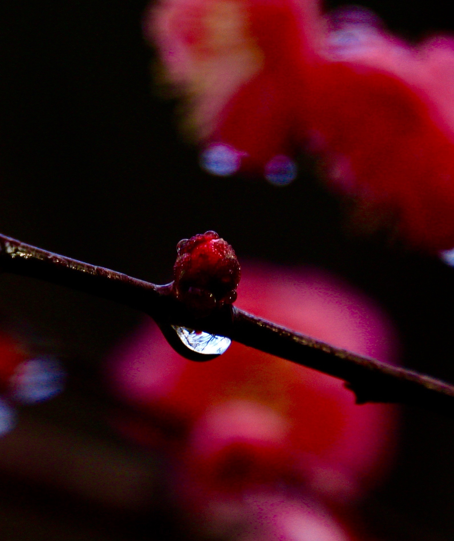 a0248459_20442893.jpg