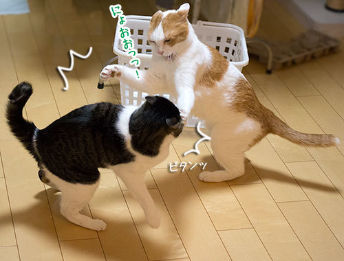 何度目かのオリンピック_a0119470_11420570.jpg