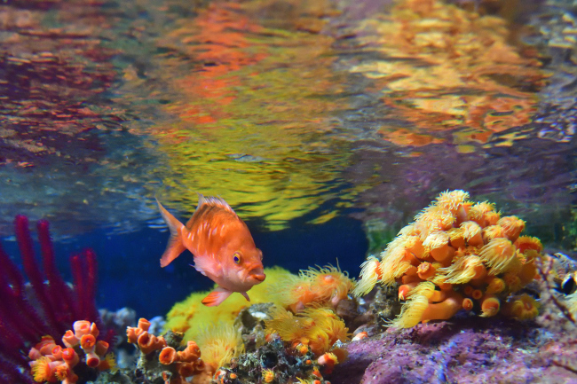 寒い冬は「水族館へ行こう！」_b0183370_12472507.jpg