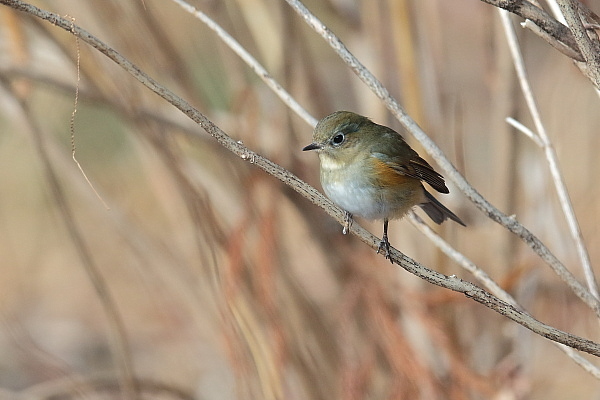 最近写した野鳥…ルリビタキ、アトリ、イカル_d0334291_11070899.jpg