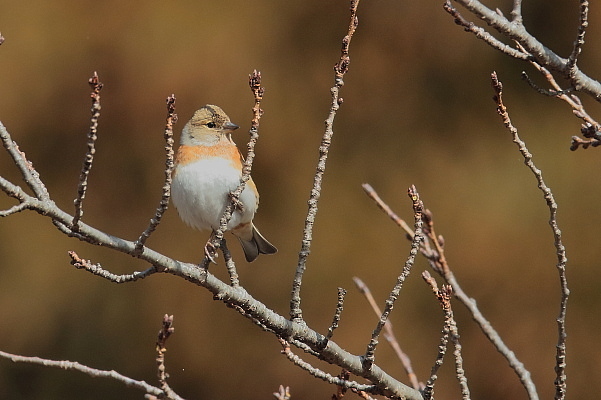 最近写した野鳥…ルリビタキ、アトリ、イカル_d0334291_11072263.jpg