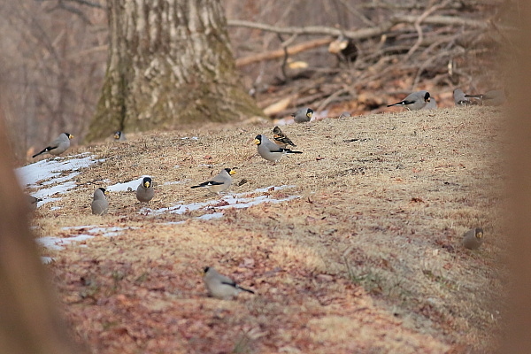 最近写した野鳥…ルリビタキ、アトリ、イカル_d0334291_11073401.jpg