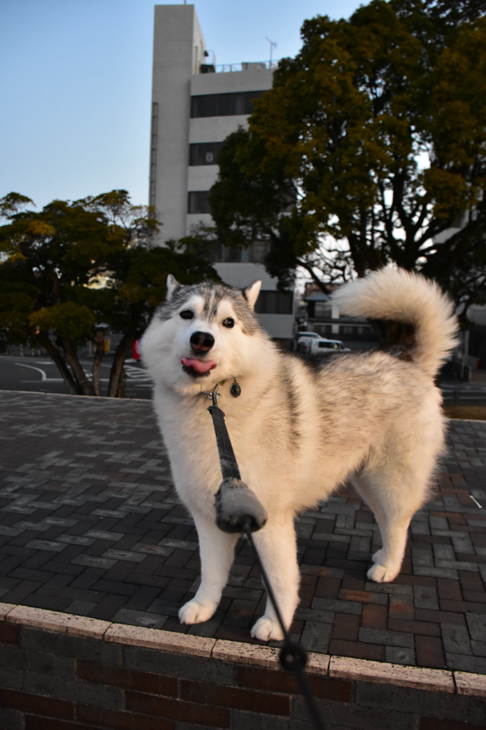 ジロちゃんと遊ぼう♪　(^o^)_c0049299_20534514.jpg