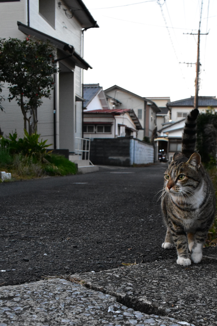 ジロちゃんと遊ぼう♪　(^o^)_c0049299_21085321.jpg