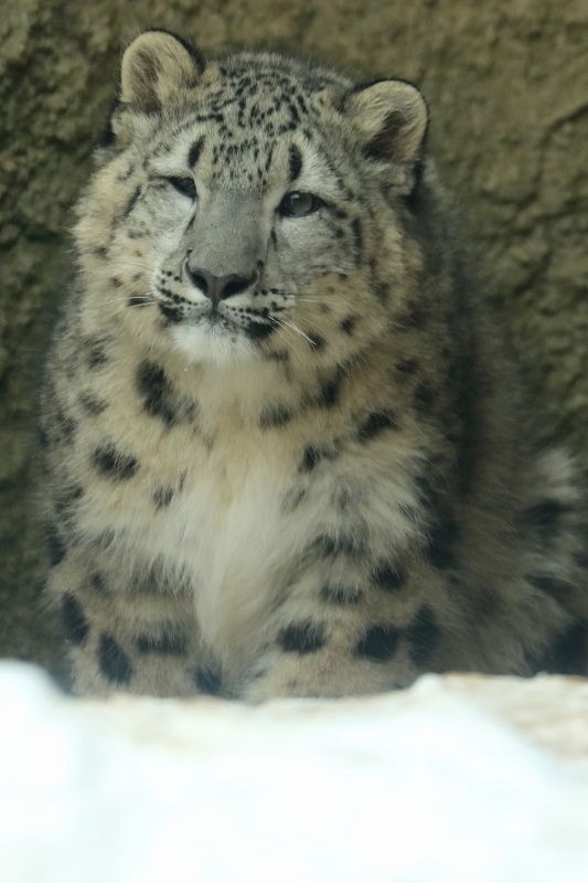 ユキヒョウのフクちゃんは、今日も元気ですが、最近太り気味（日野市、多摩動物園）_b0291402_14122254.jpg