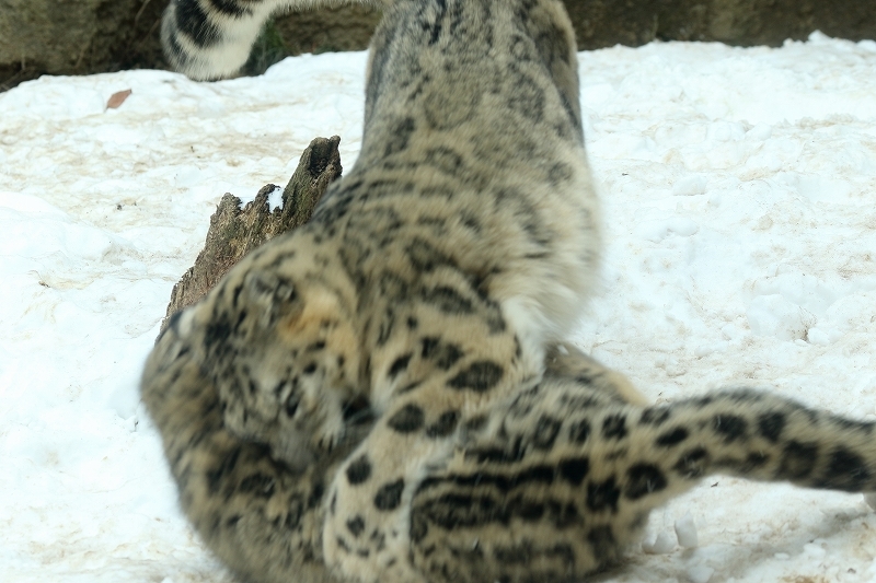 ユキヒョウのフクちゃんは、今日も元気ですが、最近太り気味（日野市、多摩動物園）_b0291402_14131737.jpg