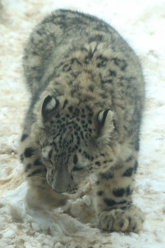 ユキヒョウのフクちゃんは、今日も元気ですが、最近太り気味（日野市、多摩動物園）_b0291402_14133955.jpg