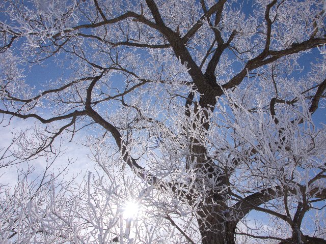 c0008502_2054306.jpg