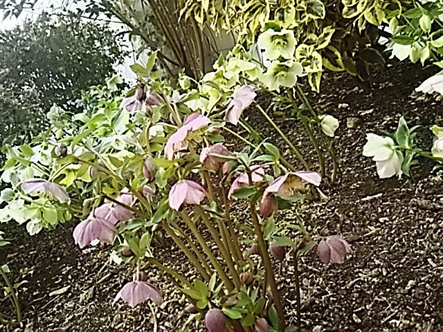 f0316507_14545911.jpg