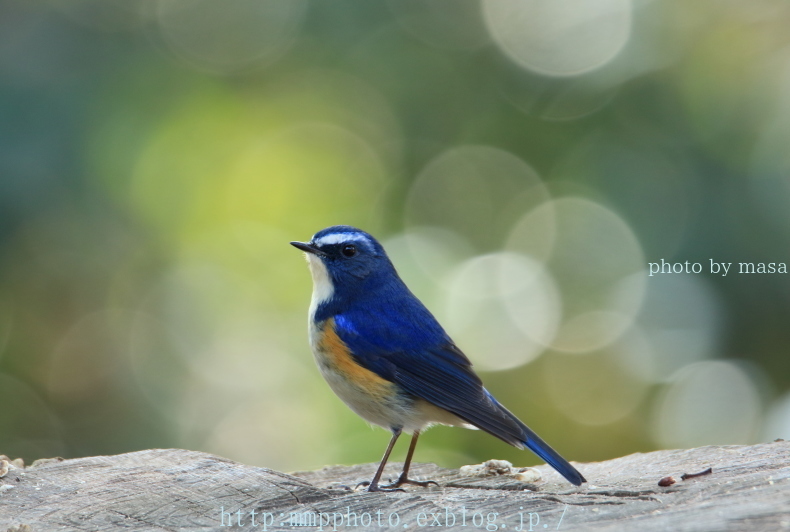 Blue Bird Ⅱ_d0283427_20425622.jpg