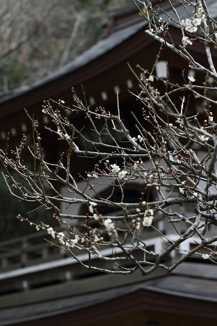 鎌倉散歩　#62 －早春の北鎌倉 浄智寺－ _b0169330_15323316.jpg