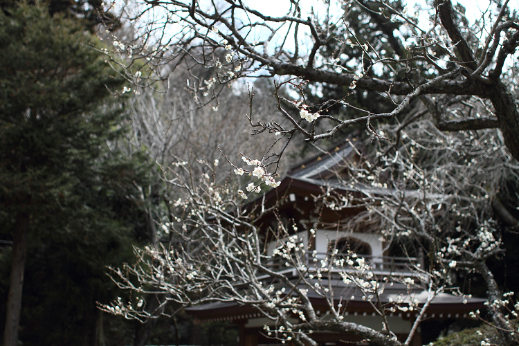 鎌倉散歩　#62 －早春の北鎌倉 浄智寺－ _b0169330_8492757.jpg