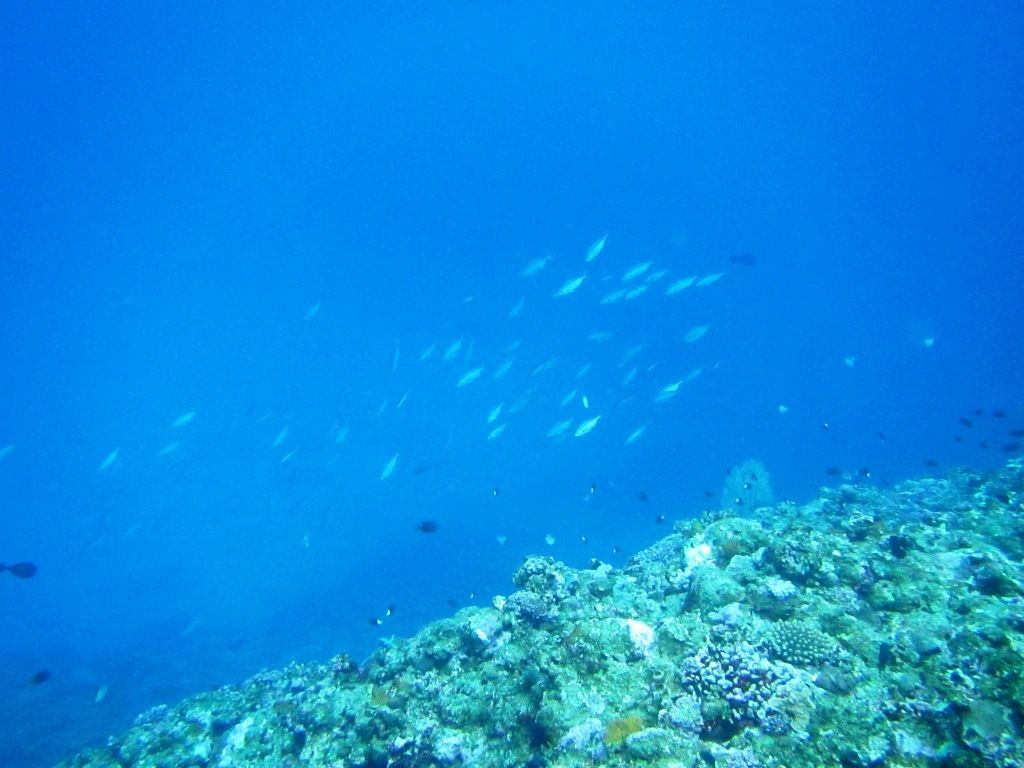 a0189838_17245589.jpg