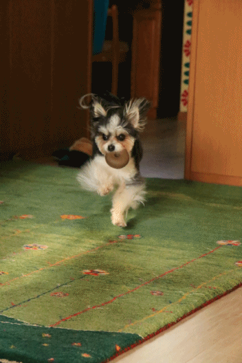 c0145250_10355244.gif