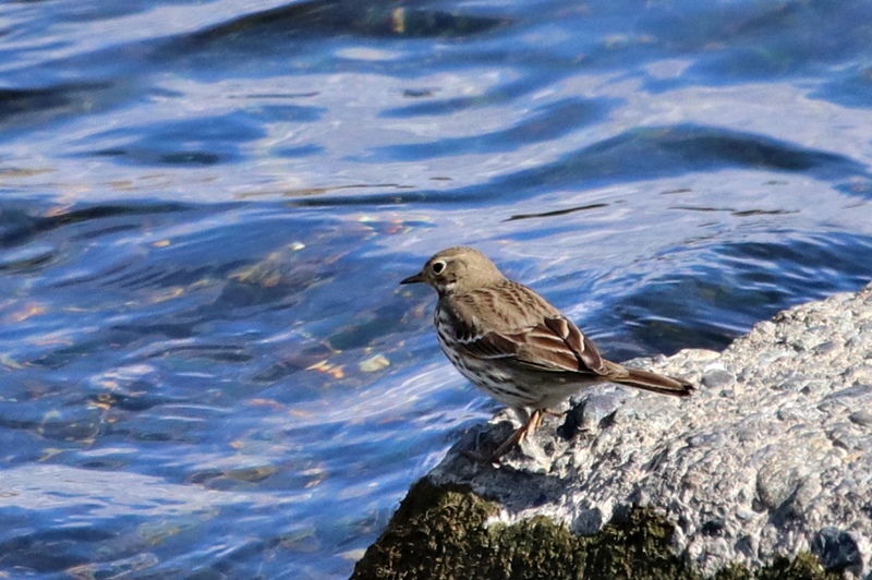 河口にいた鳥さんたち♪_a0167759_11225941.jpg