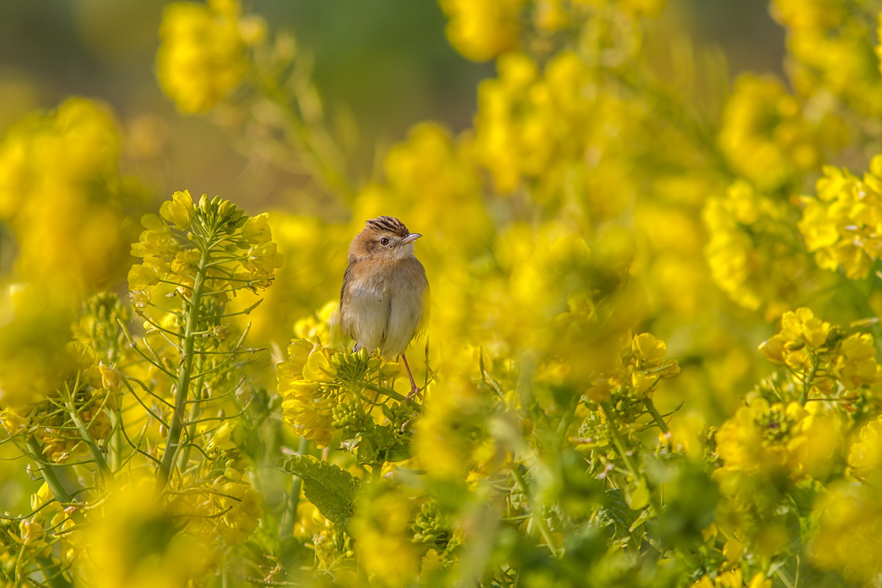 セッカと菜の花_a0052080_19305155.jpg