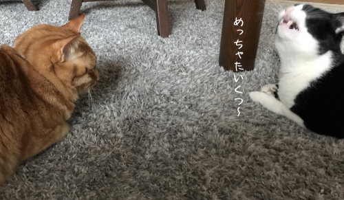 a0216583_11184249.png