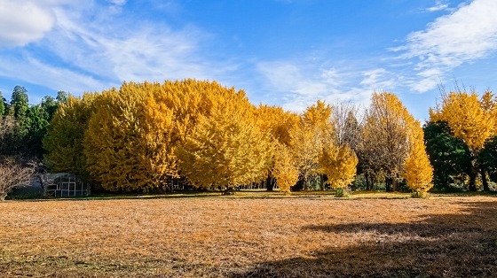 e0176993_07591038.jpg