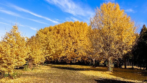 e0176993_07591080.jpg