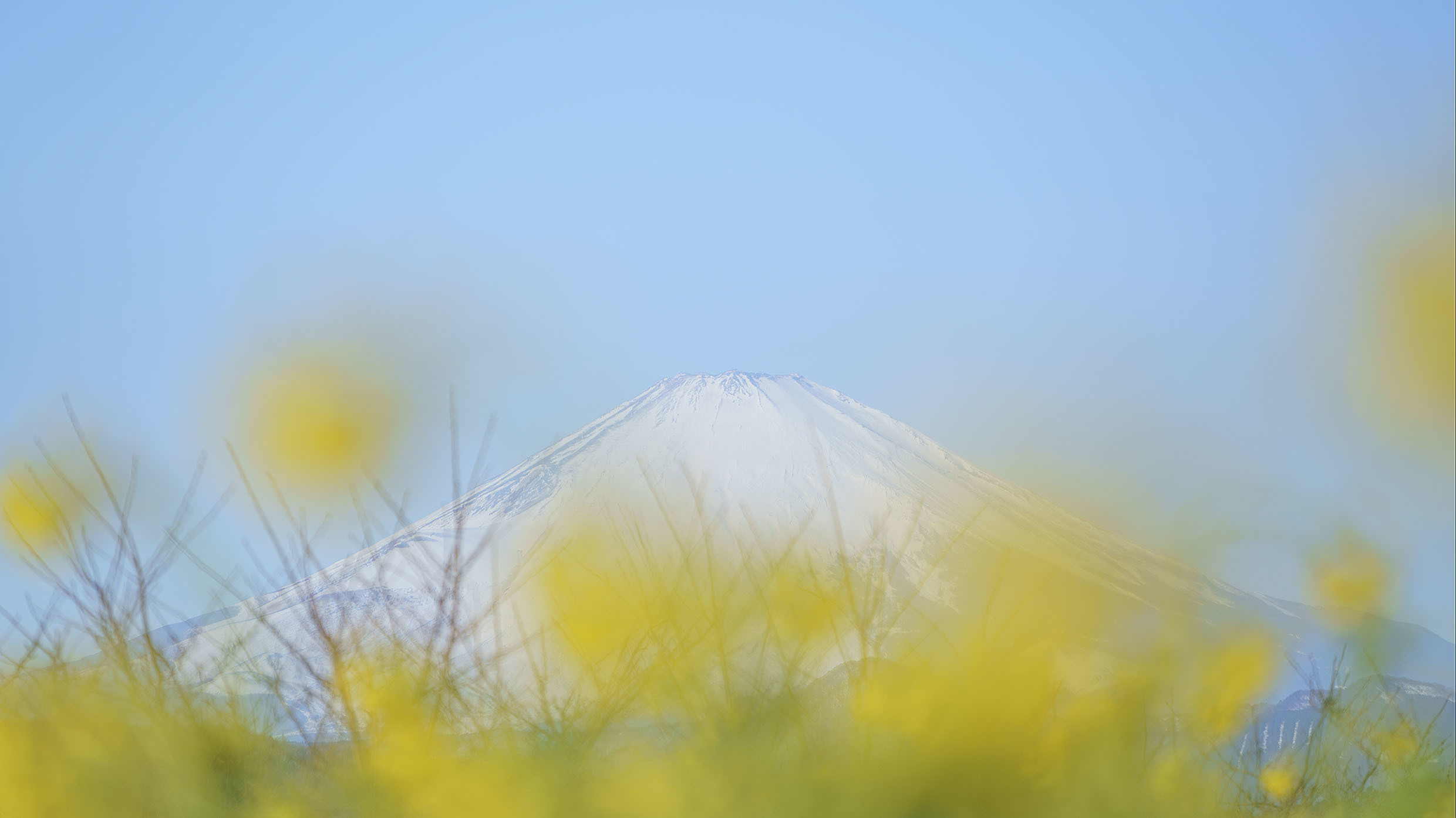 吾妻山公園の菜の花に元気をもらいに_b0145398_22500334.jpg