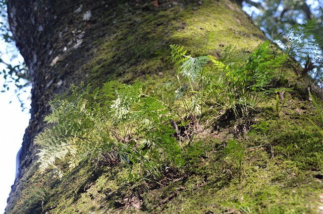 c0124100_14223399.jpg
