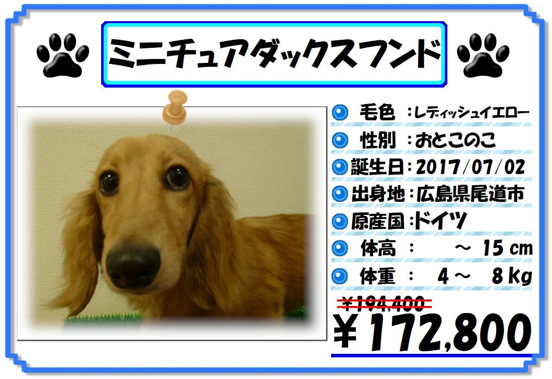 子犬の値段下がりました ペットケアタウン ブログ