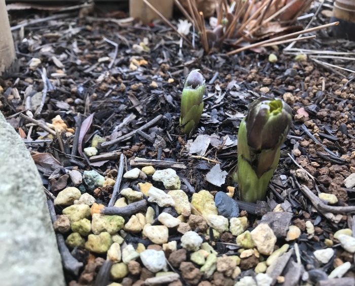c0301809_12522251.jpeg