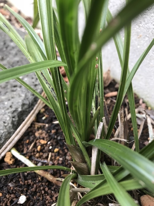 c0301809_12524399.jpeg
