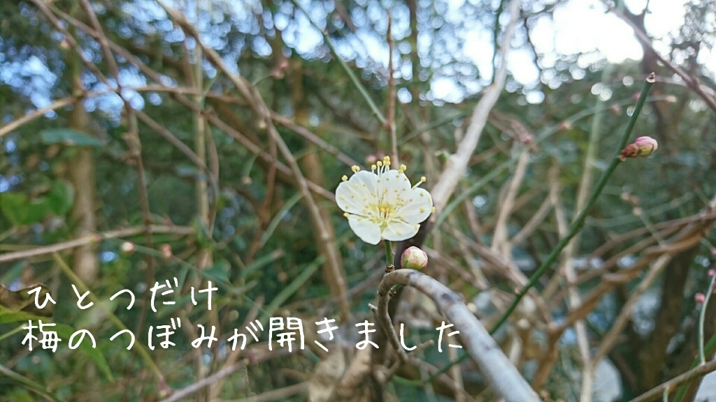 b0187620_15552272.jpg