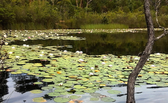 Enchanted Pond_f0155522_08343075.jpg