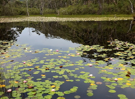 Enchanted Pond_f0155522_08492600.jpg