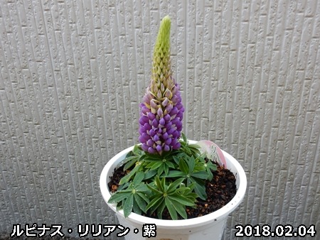 e0033229_18372728.jpg
