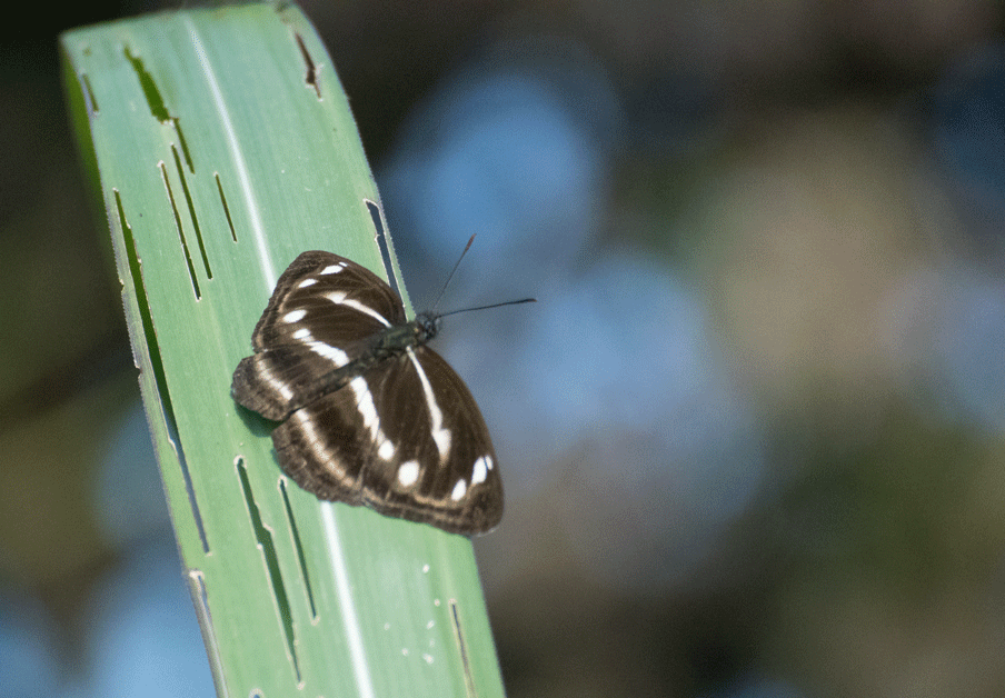 a0126632_13422480.gif