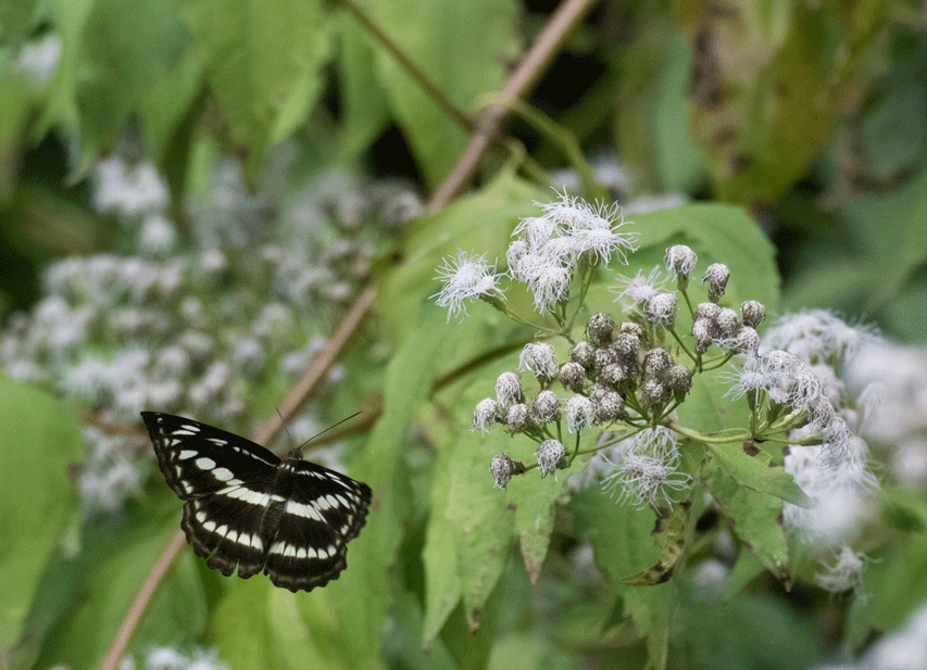 a0126632_14130257.gif