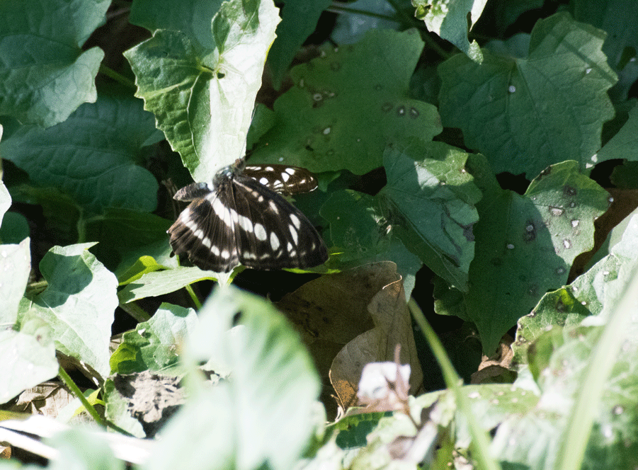 a0126632_14170325.gif