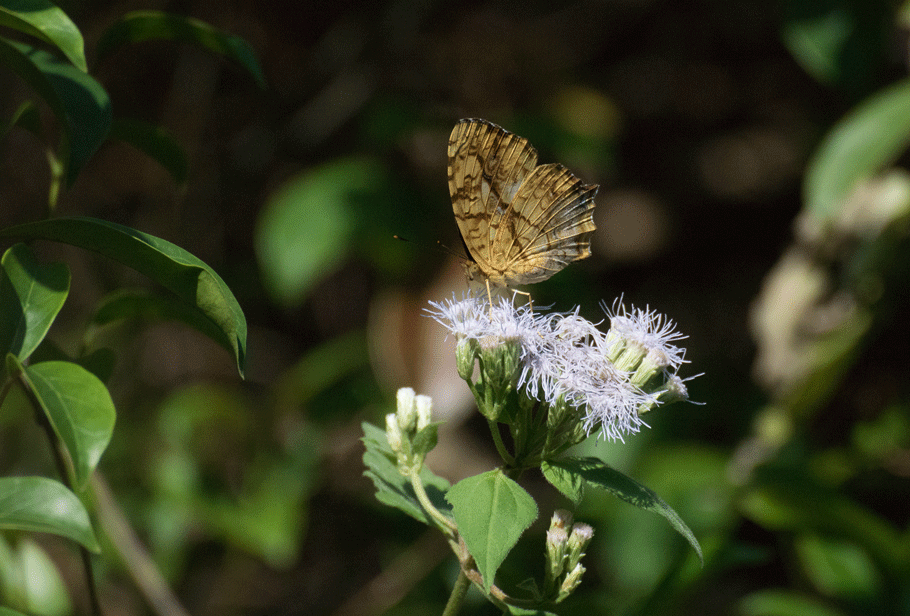 a0126632_14262599.gif