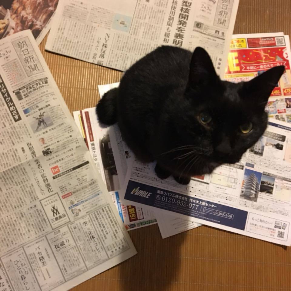 猫は新聞が大好き?_b0311348_18462180.jpg