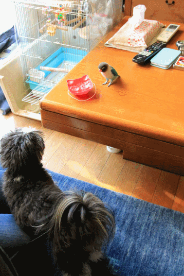 c0145250_10442987.gif