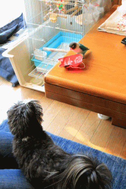 c0145250_10443304.gif