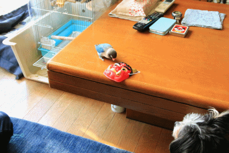 c0145250_10443798.gif