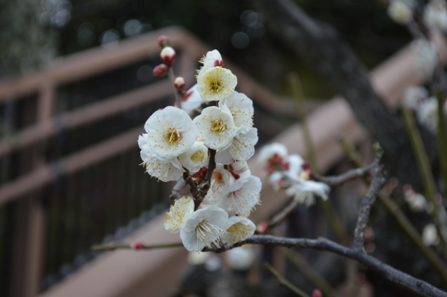 立春＊梅の花＊_a0268655_20565886.jpg