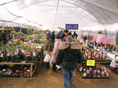 第43回JA植木まつり(IN熊本県農業公園(カントリーパーク))&苗木の定植の話 _a0254656_17565196.jpg